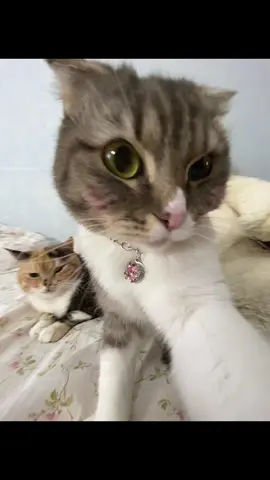 тгк: Хлоя и Фрейя - купить сигну можно там (закреп пост)  #рек #хлояифрейя #рекомендации #хлояфрея #хлояифрейя #хлоякошка #фрейякошка 