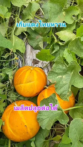 แตงไทยหวาน ทรงกลมแป้น สีสวย ลูกดก เก็มเมล็ดไว้ปลูกต่อได้ หวาน หอมอร่อย น่าปลูก #แตงไทยหวานอินทรีย์ #แตงหัวเสือ