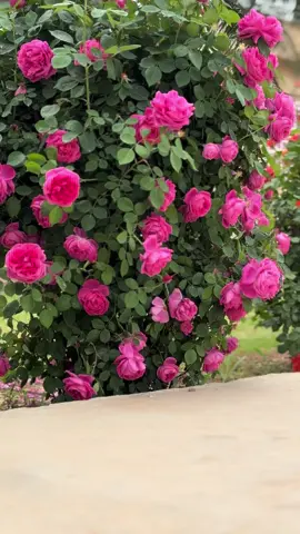 #الورد_الجوري #🌸 #بيتنا #البيت#تصويري #تصويري📸 #تصميمي #بيت_عبدالرسول #ورد_طبيعي #اصاله_نصري #ال_عبدالرسول #جسر_عبدالرسول #تصميم_فيديوهات🎶🎤🎬 #صلاح_الدين #الدجيل #الدجيل_مدينتي #العراق #بغداد #التيك_توك #خزرج_السناعيس #الشعب_الصيني_ماله_حل😂😂 #لايك #اكسبلور @أمير ظامر @Um_ Azal👩‍❤️‍💋‍👩#صعدو #اللهم_صل_على_محمد_وآل_محمد 