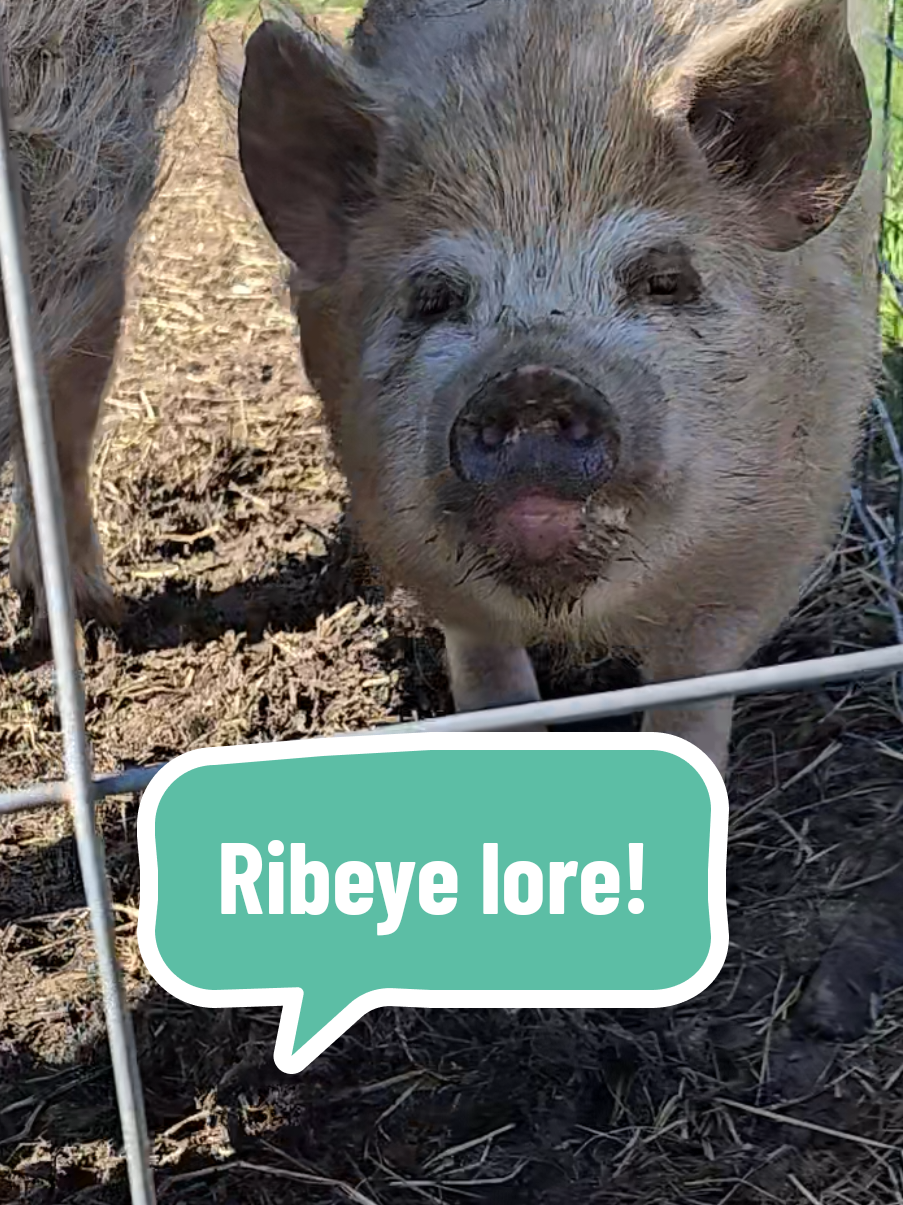 Replying to @thejessdq the Ribeye lore you requested!  Another theory is that since my IPP pigs are a cross between KuneKune, duroc and old Berkshire hogs and he could have just inherited more or the kunekune (small pig) genetics.  Whatever the reason, he's a cutie and we love him! #ribeye #pig #soup #souptok #lore #pigtok #livestock #genetics #smallpig #farm #education 
