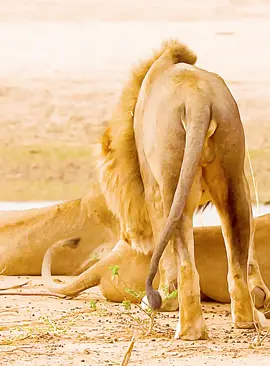 Part 48#fyp #lion #wildlife #animalsworld #foryoupage 