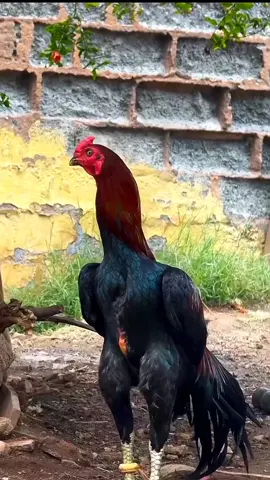 THAI  x   ASEEL.  🔥 #aseellovers #aseel #aseelmurga #foru #viralvideo 