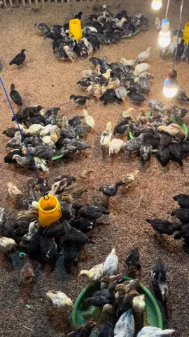 Bangun usaha dan ambil Resiko #peternakmuda #peternakayam #ayamkampungasli #salamsatuhobi🐓 