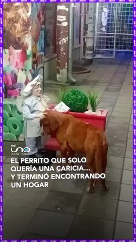 #Virales |  Se acercó a un muñeco de restaurante y apoyó su cabecita, buscando el cariño que le faltaba. No tenía nada… pero con un simple gesto, tocó miles de corazones. Quien grabó el video no pudo ignorarlo… y lo adoptó. 🐶❤️ La usuaria que compartió el video lo tituló:  