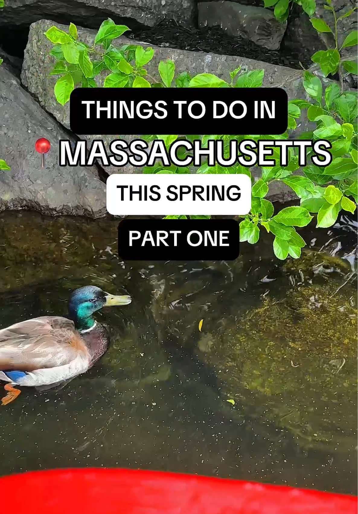 Things to do in Boston 🦢 Swan Boat Rides for $4 #boston #massachusetts #bostontiktok 