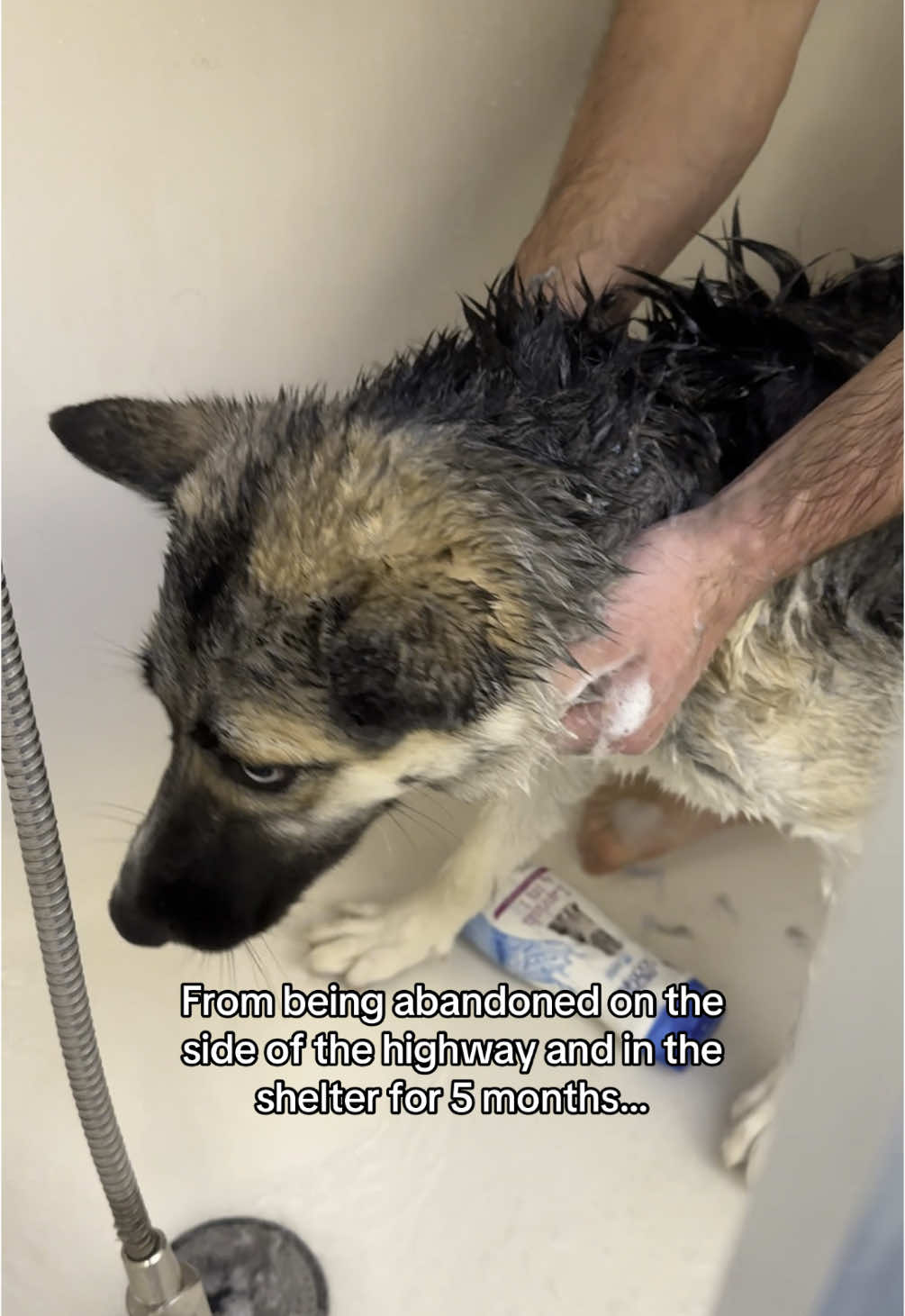 I hope she likes her new life 🥹  #siberianhusky #gsd #germanshepherd #rescuedog #adoptdontshop  