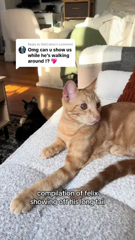 Replying to @SibiCalixo legally changing his name to felix long tail quesadilla #catsoftiktok #cattok #cat #cats #catdistributionsystem #kittensoftiktok #kittentok #kittensoftiktok #orangecatsoftiktok #felix #felixquesadilla #orangecat #longtail 