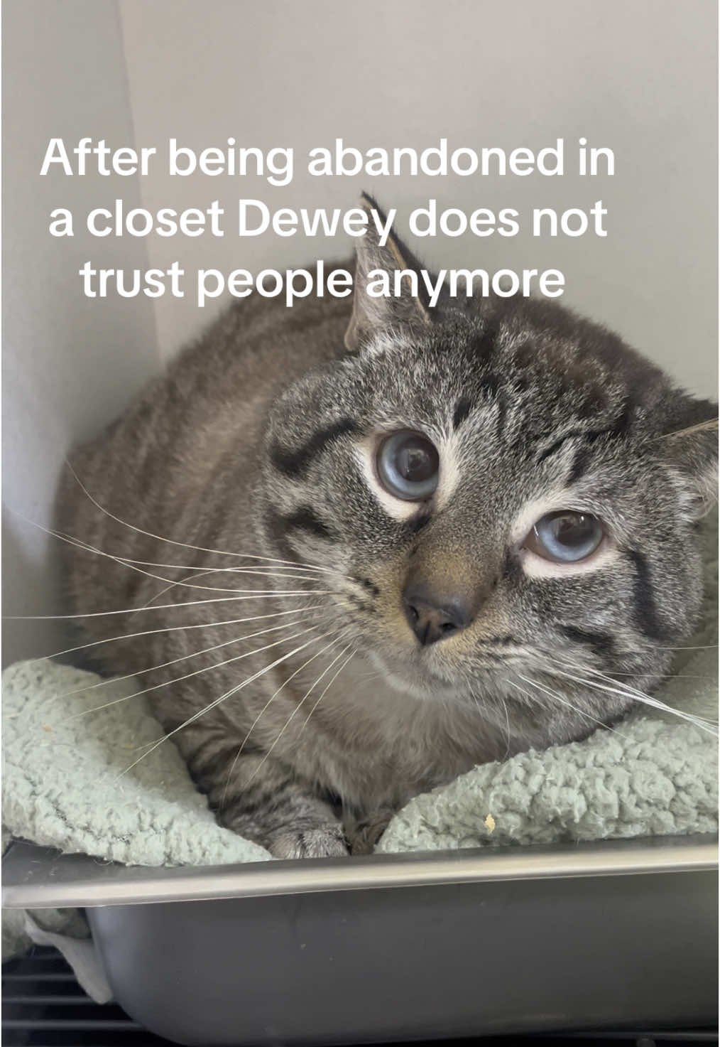 How can people be so cruel #animalshelter #animalrescuer #adoptdontshop #catrescuer #catrescue 