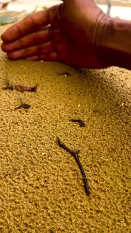 gold golden #gold #goldenretriever #goldenretrieverlife #golden #goldenretrieverpuppy #goldenstatewarriors #viralvideos #viralditiktok 