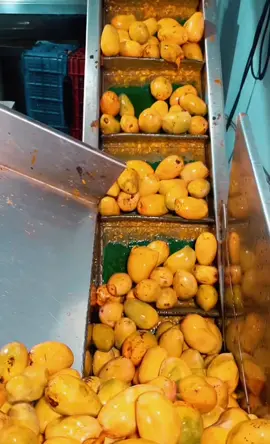Factory Making of Pulpy Mango Juice..#foryour #viral #foryourepage #trending #mango #factory #india 