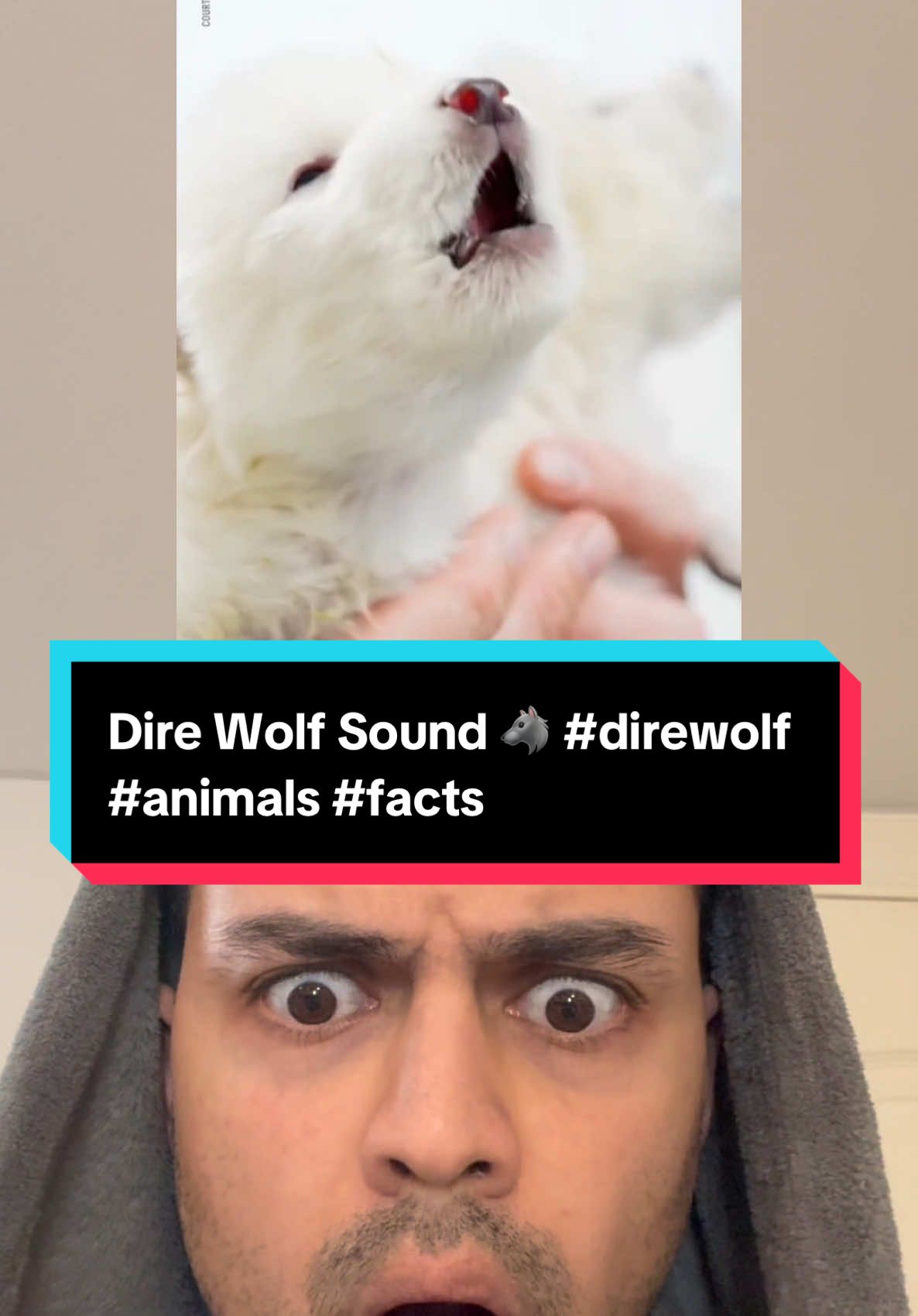 Dire Wolf Sound 🐺 #direwolf #animals #facts 