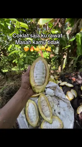 Iya kan🤣#patanimuda #petaniindonesia🇮🇩🇮🇩🇮🇩🌿🌿 #pfydongggggggggg #petanicoklat🌱 #kakao #coklat 