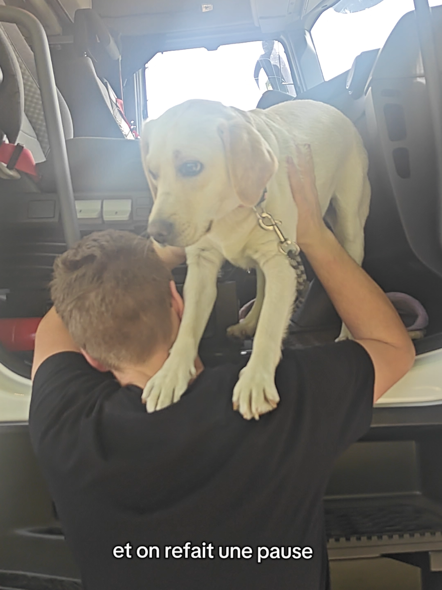 cette semaine c'est parti pour faire du camion avec papa 🐕🚛#chien #week #labrador #renault #camion #route #routier #chauffeur #france🇫🇷 #france 