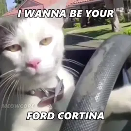 I wanna be yours Meow 😼 #iwannabeyours #meowcore #meowsong #catsong #catcore #fyb 