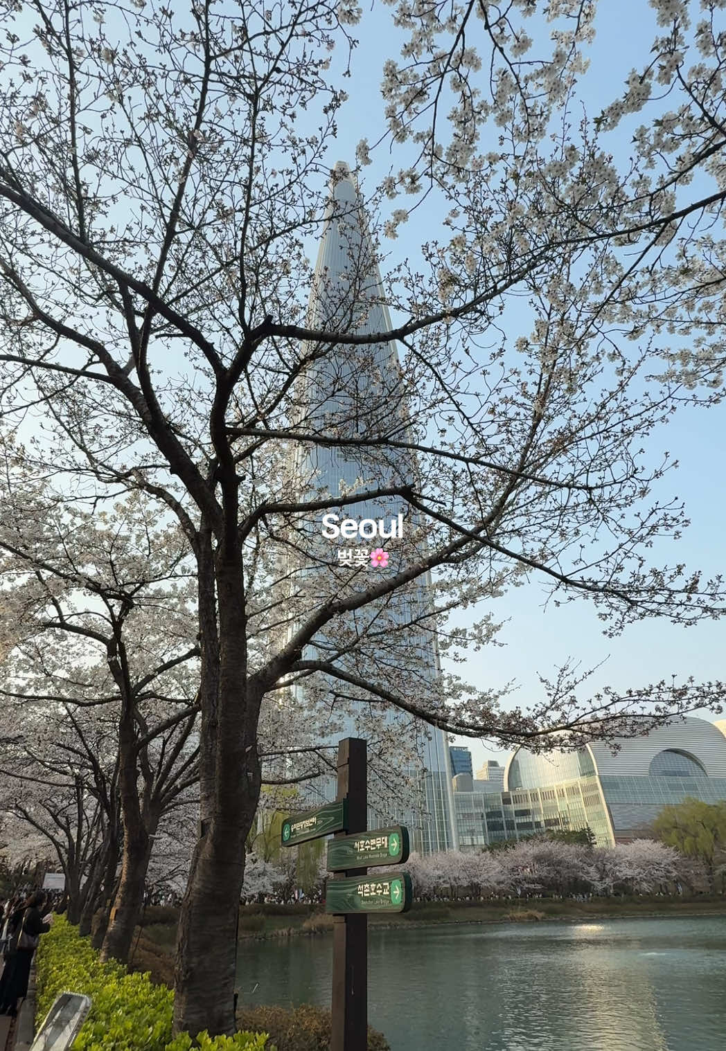 🌸🤍 #жизньвкорее #koreanlife #fyp #creatorsearchinsights #cherryblossom #서울 #seoullife #cherryblossomfestival #seoultrip #벚꽃 #southkorea🇰🇷 #seoulvibe 