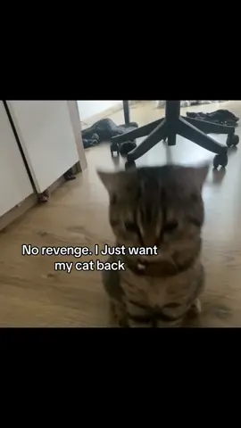 #Petless  #real #imissmycat #estutmirleid #fy 