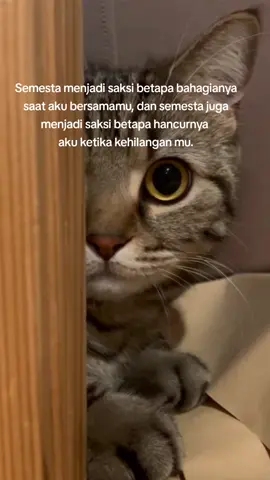 aku mohon untuk kali ini🤲 #kucingnila #catlover #sadvibes🥀 #CapCut 