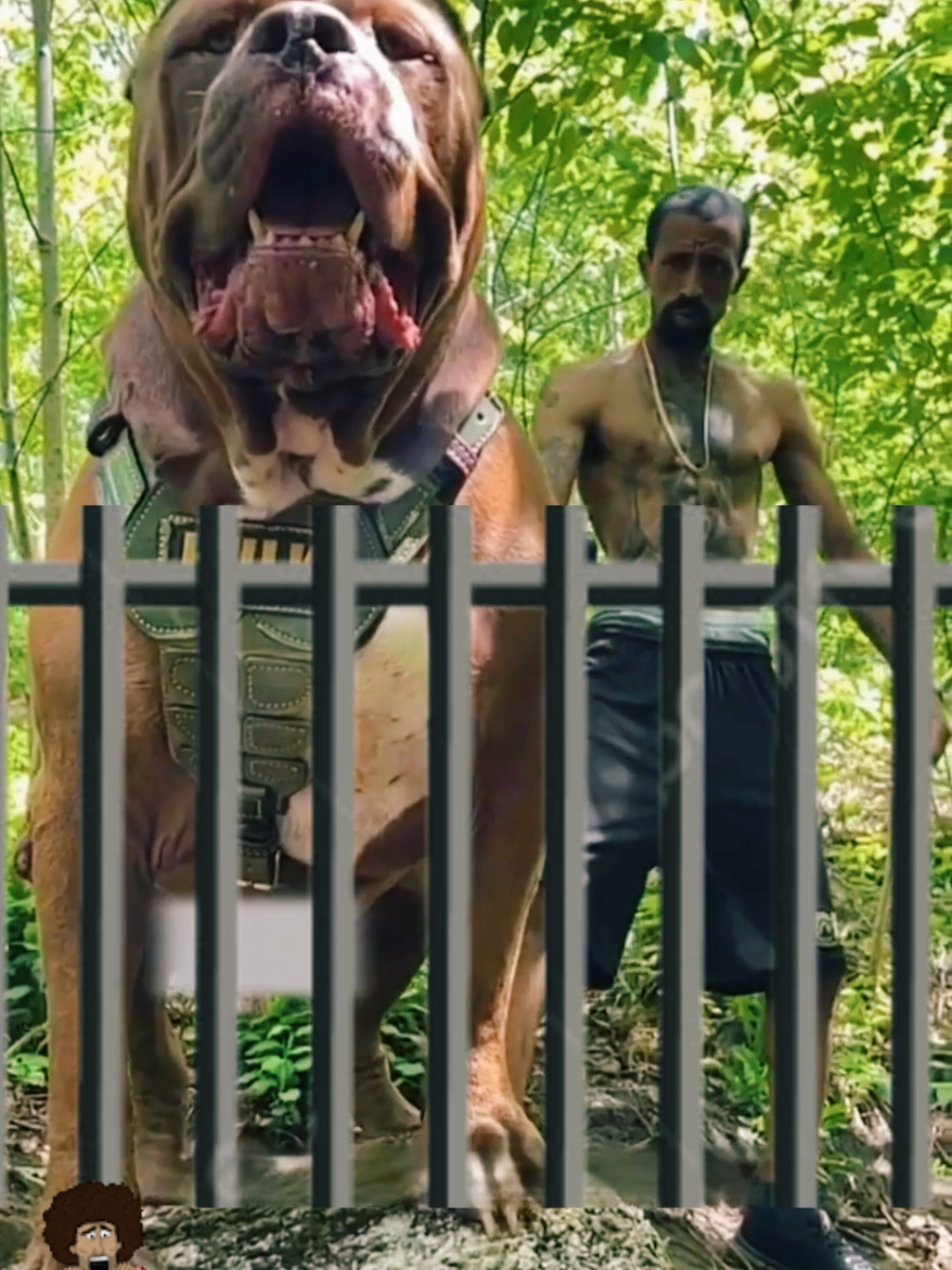 Pitbull Brabo no TikTok #PitbullGigante #CorrenteNaMão #BraboDemais #TikTokDeRespeito ...............................
