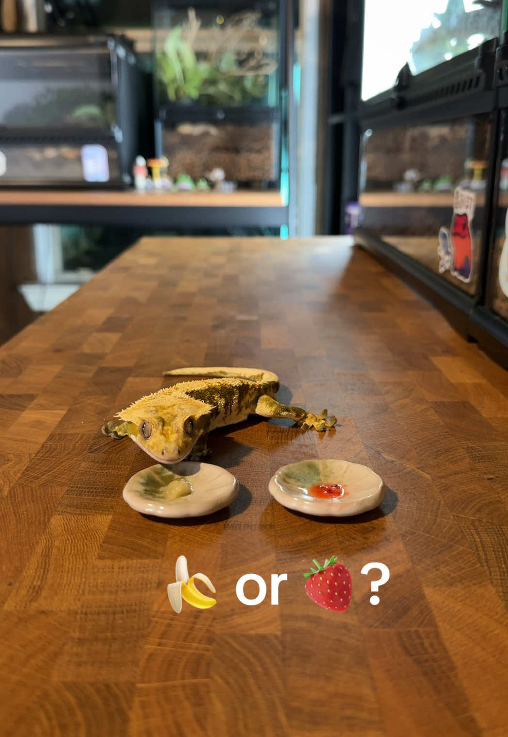 Smashed up 🍌 and 🍓 to see if Haku has a preference for real fruits . . . #reptile #reptilekeeper #reptilemom #reptilelover #reptilelove #cuteanimals #crestedgecko #animallover #funnyanimals #eating 