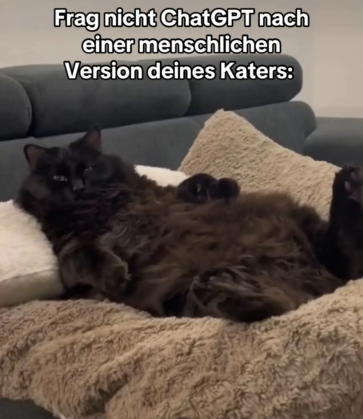 #fypシ #cats #relatable #cattok #katzenvideos #catsoftiktok #chatgpt 