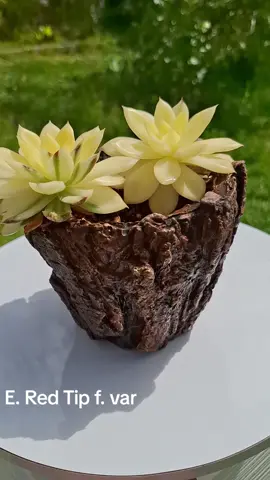 Echeveria Red tip f. var Radiante como el sol