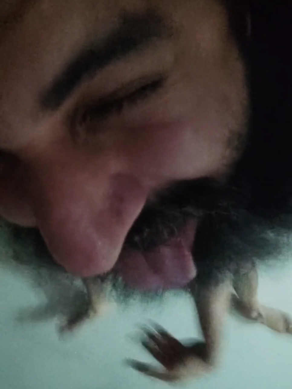 #fyp #foryou #viral #pet #cat #vazagh 