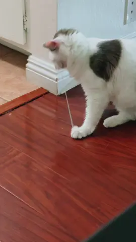 Cat + rubber band = physics, but make it cute . . #catcomedy #funnycats #catmemes #catreaction #crazycat   #catvsrubberband #meowmode #pawsandchaos #funnycatvideo   #tiktokcats #viralcat #foryou #foryoupage #catsoftiktok