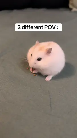 🫣 #hamster #russianhamster #dwarfhamster #pets #funny #meme #hamsters #PetsOfTikTok #hamstersoftiktok #hejcuelle #wlw #lgbt #animals #fyp #foryou #foryoupage #cute #trending #cutenessoverload #famous