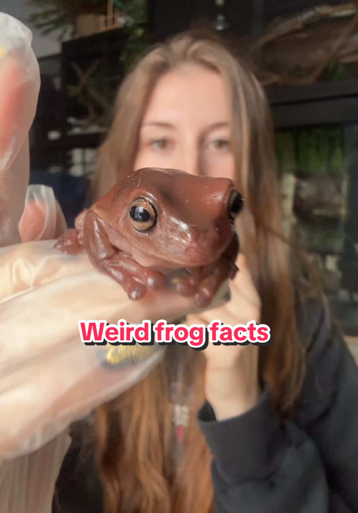 I think amphibians are just so unique! #frogs#whitestreefrog