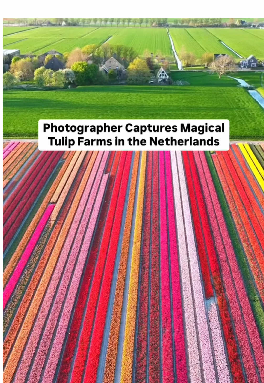 Chasing color through Dutch tulip fields 🌷 Every spring, the Netherlands transforms into a vibrant sea of color as millions of tulips burst into bloom across the countryside. These iconic flowers, originally imported from the Ottoman Empire in the 16th century, have become a symbol of Dutch culture and pride. The prime time to see tulips is from mid-April to early May, with the Bollenstreek (Bulb Region) near Lisse and the world-famous Keukenhof Gardens offering some of the most breathtaking views. 🎥 @arden_nl on IG  📍Netherlands #netherlands🇳🇱 #tulip #tulips #springseason #springtime #naturetiktok 