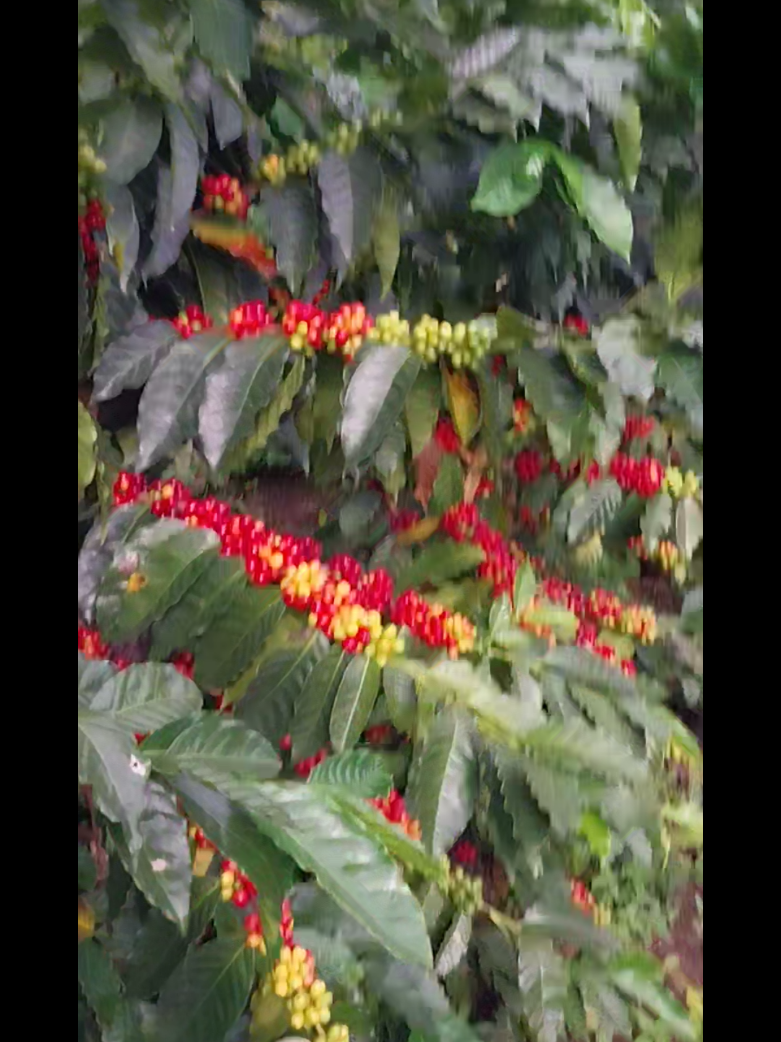 VARIEDAD TUPI. #CAFE #lonyagrande #amazonas #paratiiiiiiiiiiiiiiiiiiiiiiiiiiiiiii #cubas #cafeteria #arabico #robusta #tupi #peru🇵🇪 #brasil🇧🇷 #colombiano #colombia #uganda #mexico🇲🇽 #mexico #asian #eeuu #europa #costarica🇨🇷 #panamacity #costarica #cococho #campo #agriculture #viraliza #semillas #cosecha #siembra 