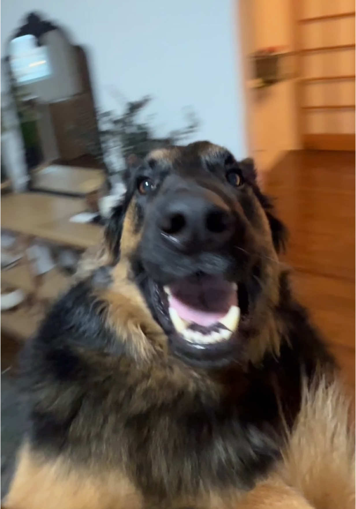 Not as easy with a 100lb German Shepherd #dog #germanshepherd #gsd #dogmom #trend 