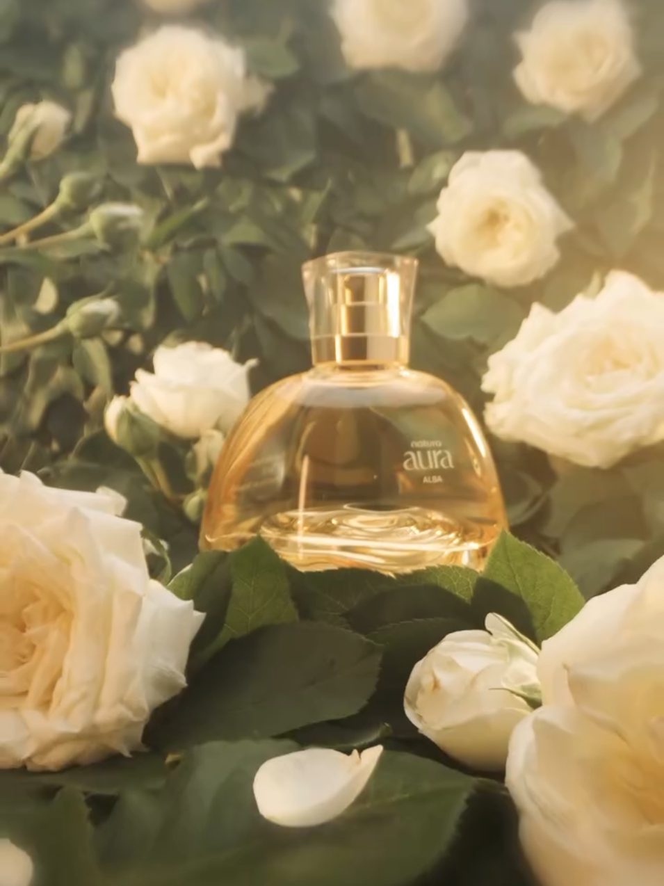 A preciosa Rosa Alba de Konare na Bulgária pela primeira vez em perfume, combinando a floralidade do puro óleo da rosa branca com a cremosidade da flor do mel, as notas suculentas de lichia e o conforto do sândalo e patchouli, Natura Aura Alba é um perfume elegante, moderno e potente. um convite a olhar para si e sentir uma aura de afeto, que abraça a sua pele. #auraalba #floral #elegante #moderno #potente #sofisticado #feminino #euadeparfum #perfumetiktok #exclusivo #promonatura #comprasonline #consultordigital #deusnocomando 