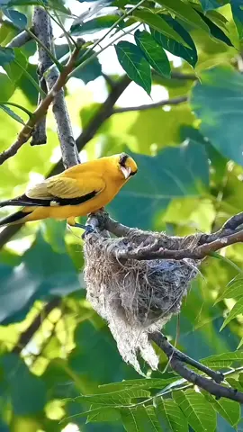 There is a special beauty when observing birds. #burung #podang #sarangburung #hutan #suaraburung #kicaumania #birding #hutan #fypage #viral 