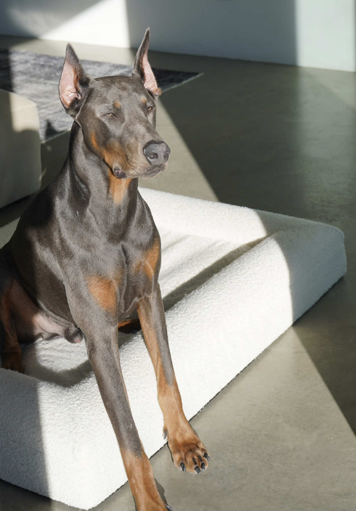 Monday’s snack 🦴🐶 #dogsoftiktok #dog #doberman #dobermans_of_tiktok #dobermans #dogmom #dogsvideo @Petson 