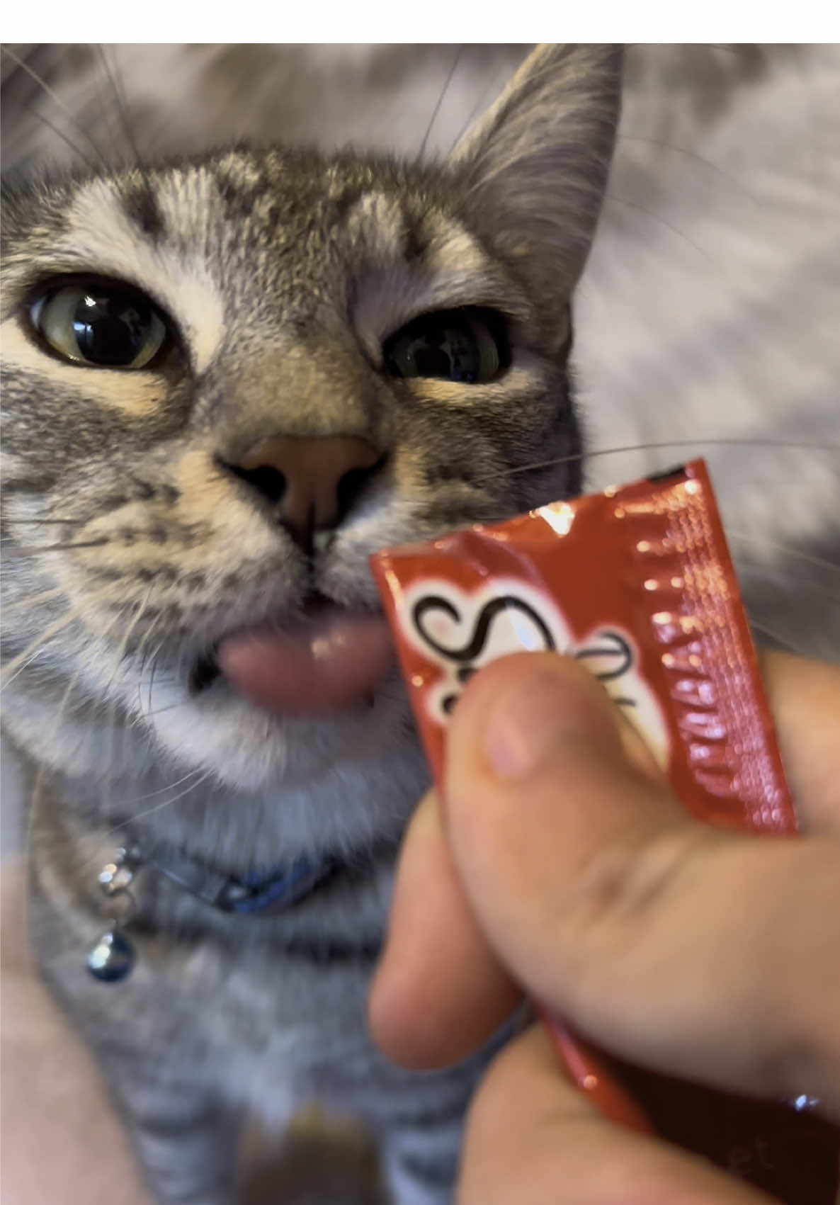He loves squeezables :3 #fy #fyp #fypシ #catsoftiktok 