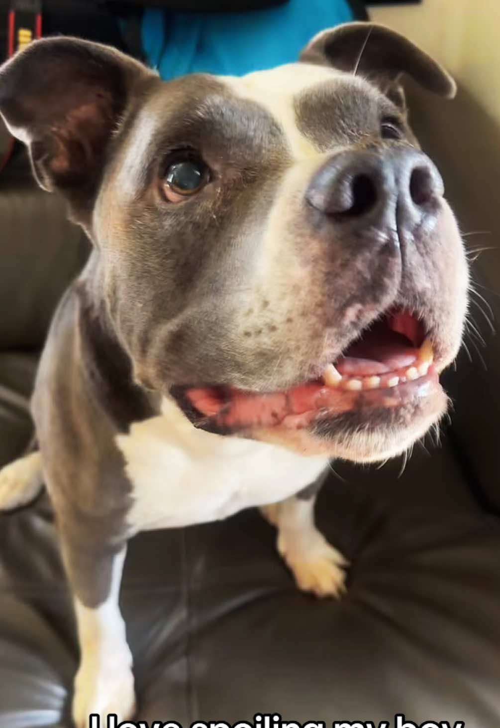 My best friend deserves all the treats and toys!!! He’s always there for me and knows exactly when I’m sad and how to cheer me up. So lucky to have found my soul mate pup 🐶 🦋💙🐾 #furbaby #pitbull #pitbullsoftiktok #dogs #bluenosepitbull #dogsofttiktok 