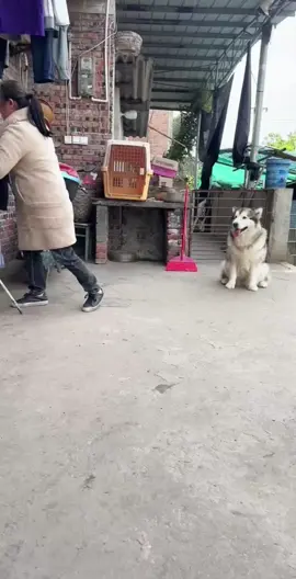 #dog #funny #funnyvideos 