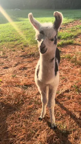 This is Pickles the baby llama when she was just a week old. #cuteanimals #babyanimals #llama #babyllama #vibe