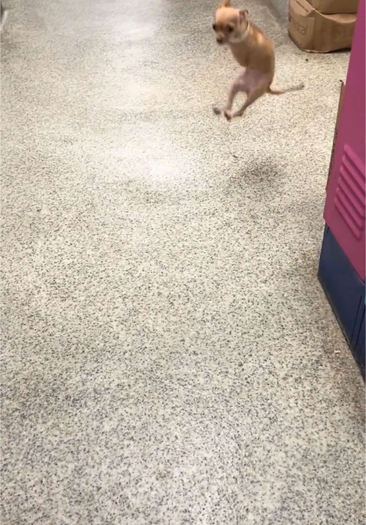 Wait for me!!!!! #chihuahua #vetmedhumor 