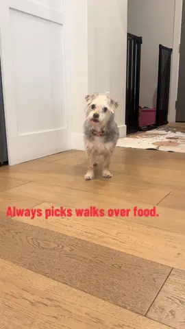 #dogsoftiktok #doggy #dogs #dog #dogmom #viralvideo  #viral #vir #doglifestyle #dogsofttiktok #doglover #petsmart #barkbox 