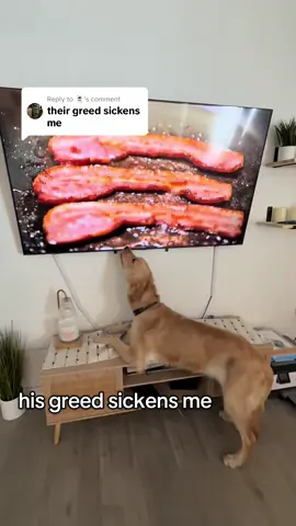 Replying to @🃏 much requested… his greed sickens me 🤪 #greedydog #greedy #greed #puppy 