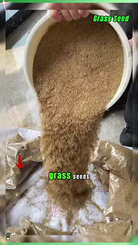 The secret of evergreen in the four seasons of the garden#lawntok #lawncare #lawn #natural #outdoorplants #plants #Easygardening #howtotiktok #indoorplants 