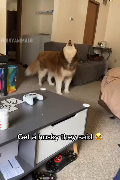 Husky Core 🤣🤣#foryou #funny #foryoupage #fypシ゚viral #pet #funnyanimals #funnyvideo #dog #cat #tiktok #husky 