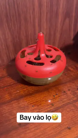 Ruồi giấm thường xuyên bâu vào thức ăn , hoa quả  mọi người mua ngay lọ này để trong bếp là bắt đc hết nha#videoviral #lọbatdin #lobatdimnhang #xuhuongtiktok 