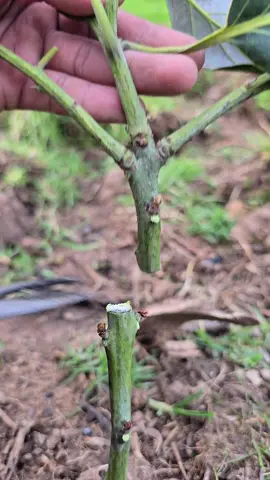 In this video, I show you three grafting techniques: two whip-and-tongue grafts and one bark graft. These methods are simple yet effective ways to propagate your favorite trees and improve their productivity. Watch closely to see how each technique is done step by step. #Grafting #TreeGrafting #FruitTrees #GardeningTips #PlantPropagation #WhipAndTongueGraft #BarkGraft #GardenHacks #HomesteadLife 