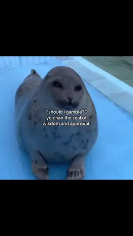 #YOCHAN #chichan #seals #sealtok #meow #fyp #meme #silly #osakaaquarium 