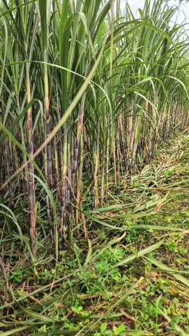 #CapCut amunisi #tebu #petaniindonesia🇮🇩🇮🇩🇮🇩🌿🌿 #tebumalangselatan #petanimuda #petanitebu #petanimilenial 