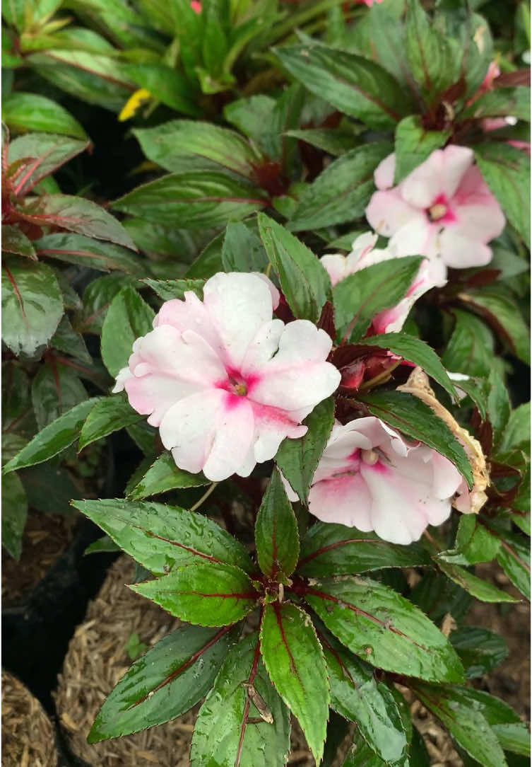 Tanaman bunga warna warni cocok buat taman, tahan cuaca panas dan dingin 