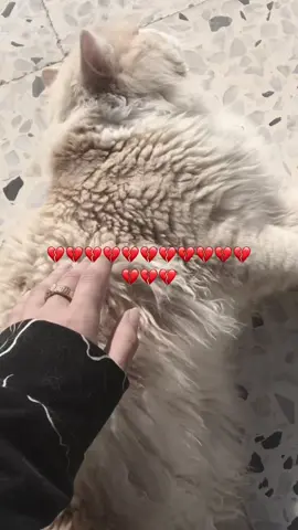 رايفت ، بالله لي يشوفه يقولي 😞💔💔💔💔💔💔💔💔💔💔💔💔💔💔.